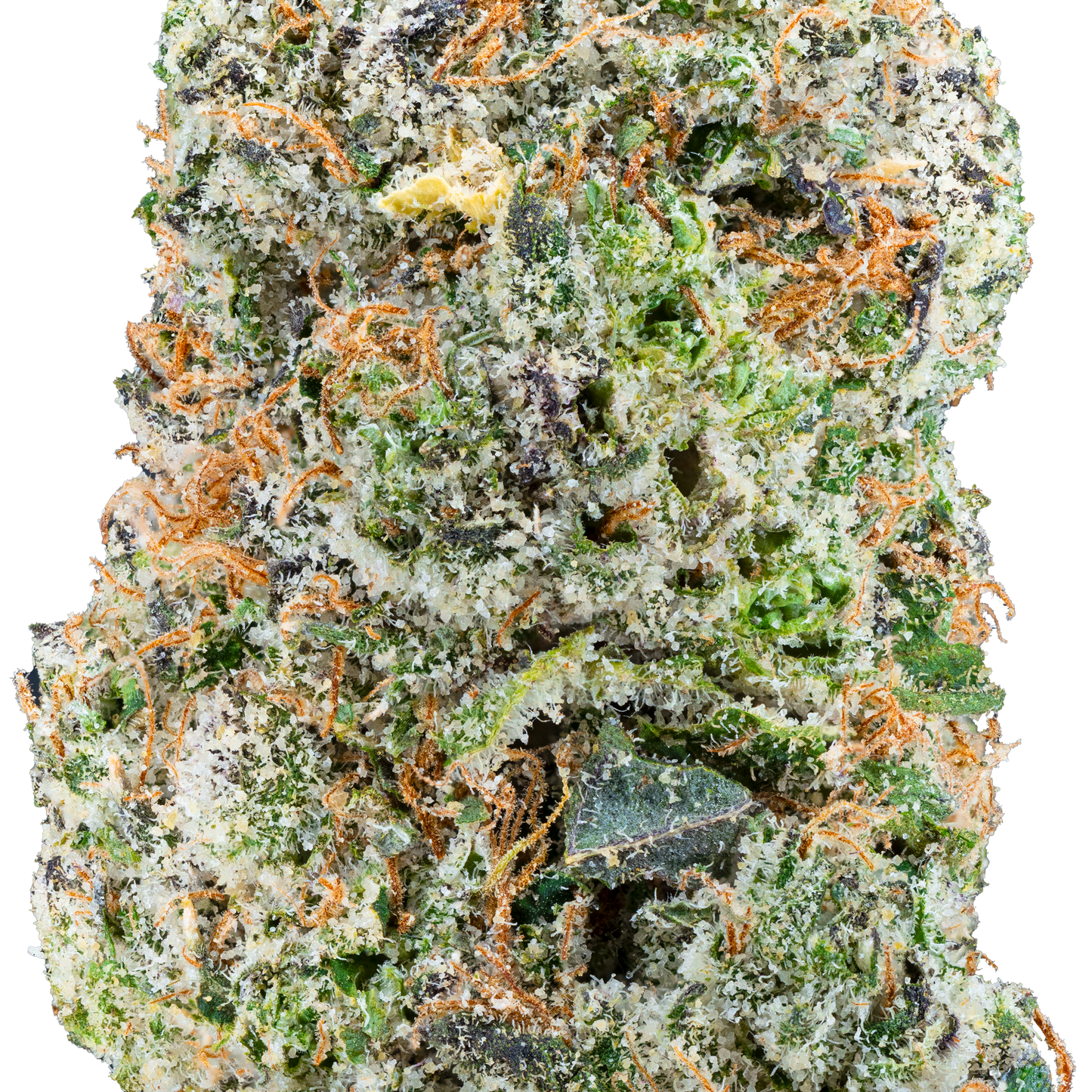 Lil Baby THC - Glockbuster