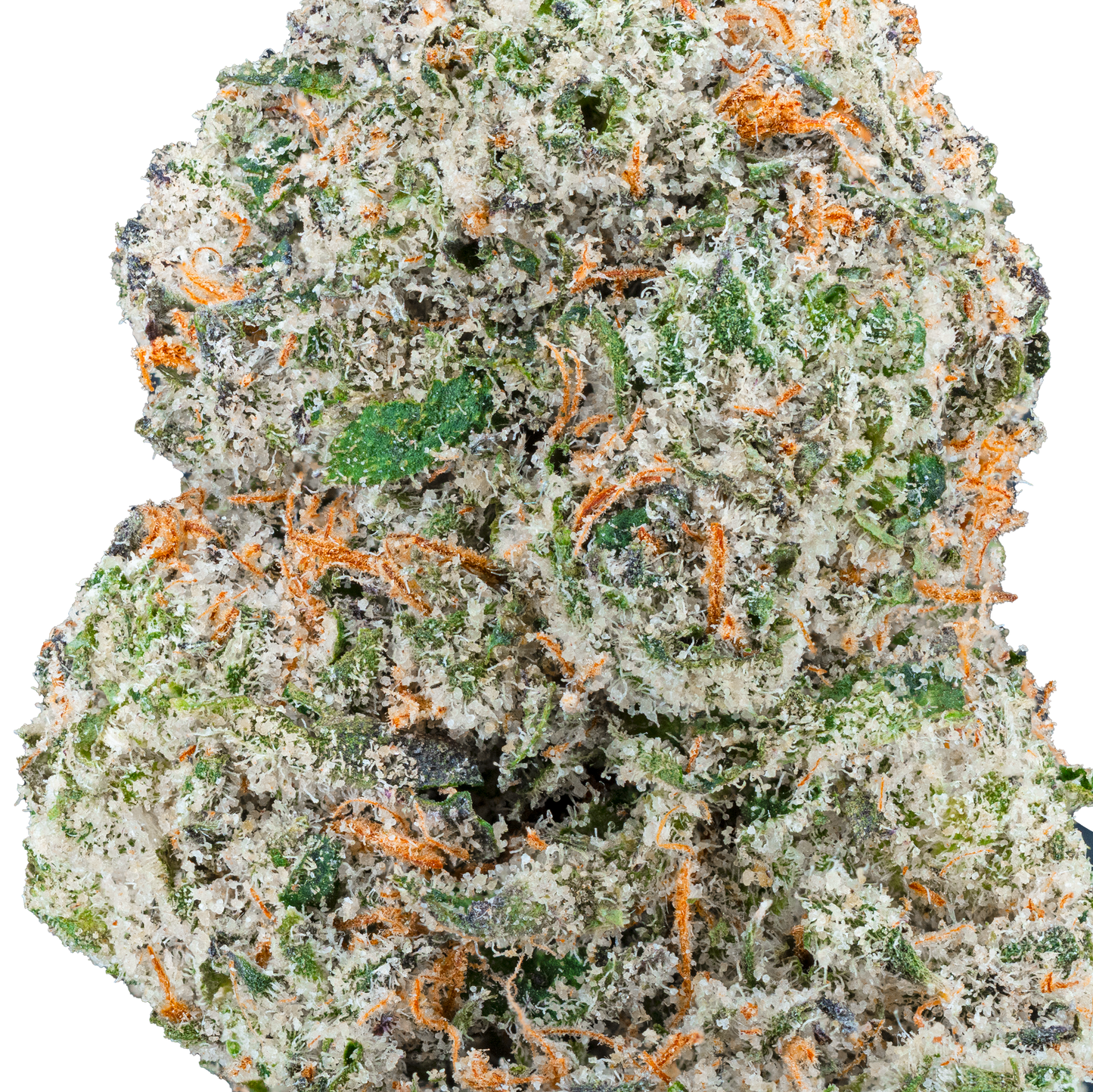 Bulk Exotic Flower