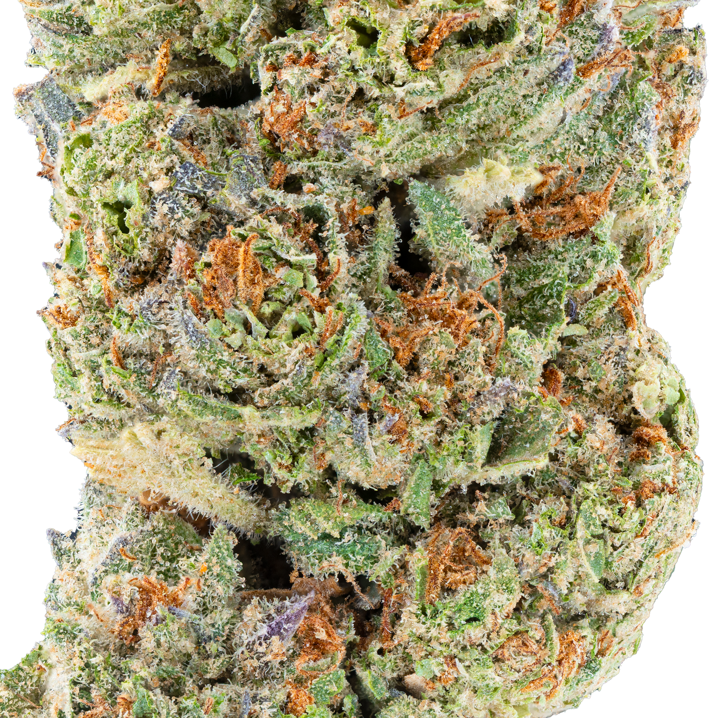 Bulk Discount Indoor Flower