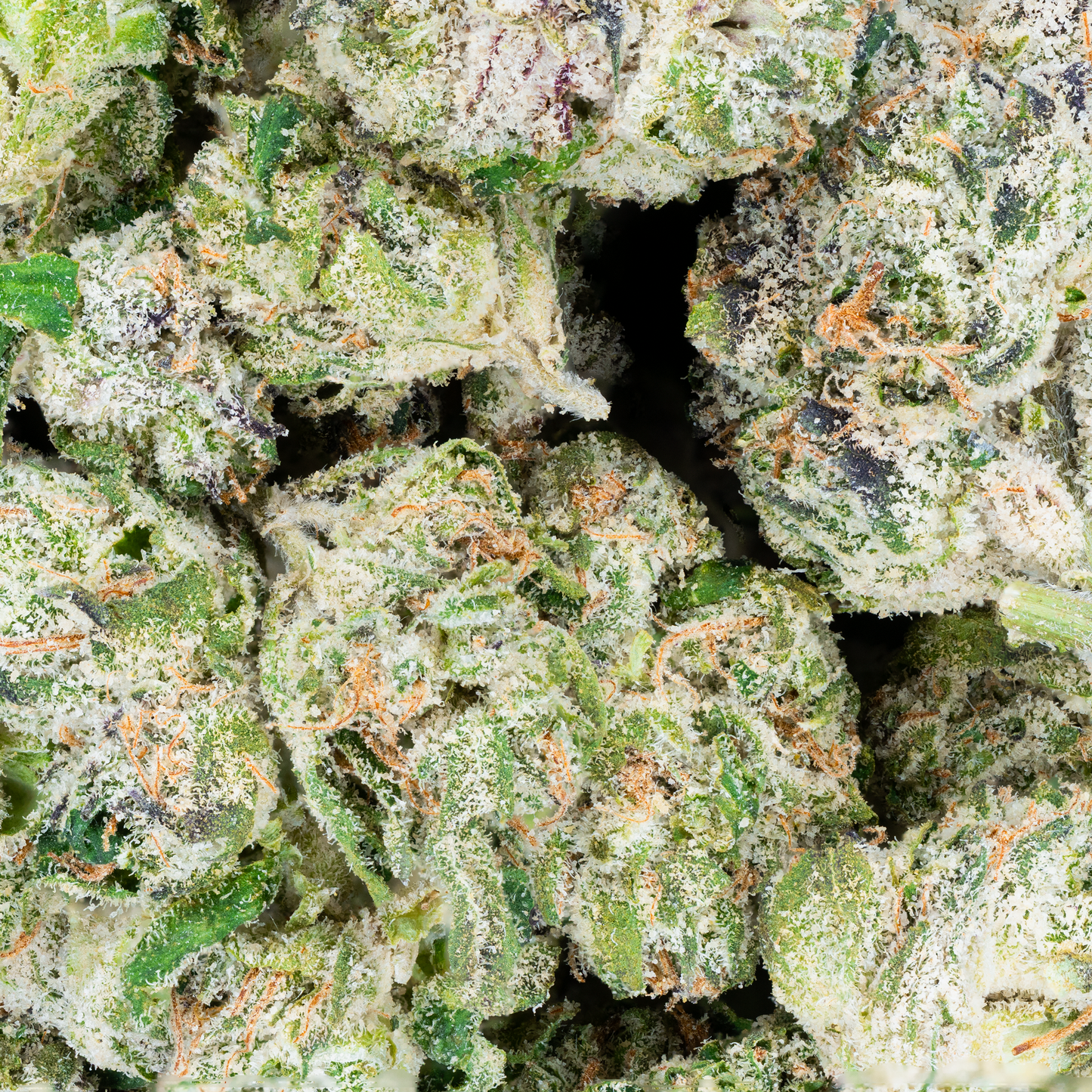Bulk Indoor Flower
