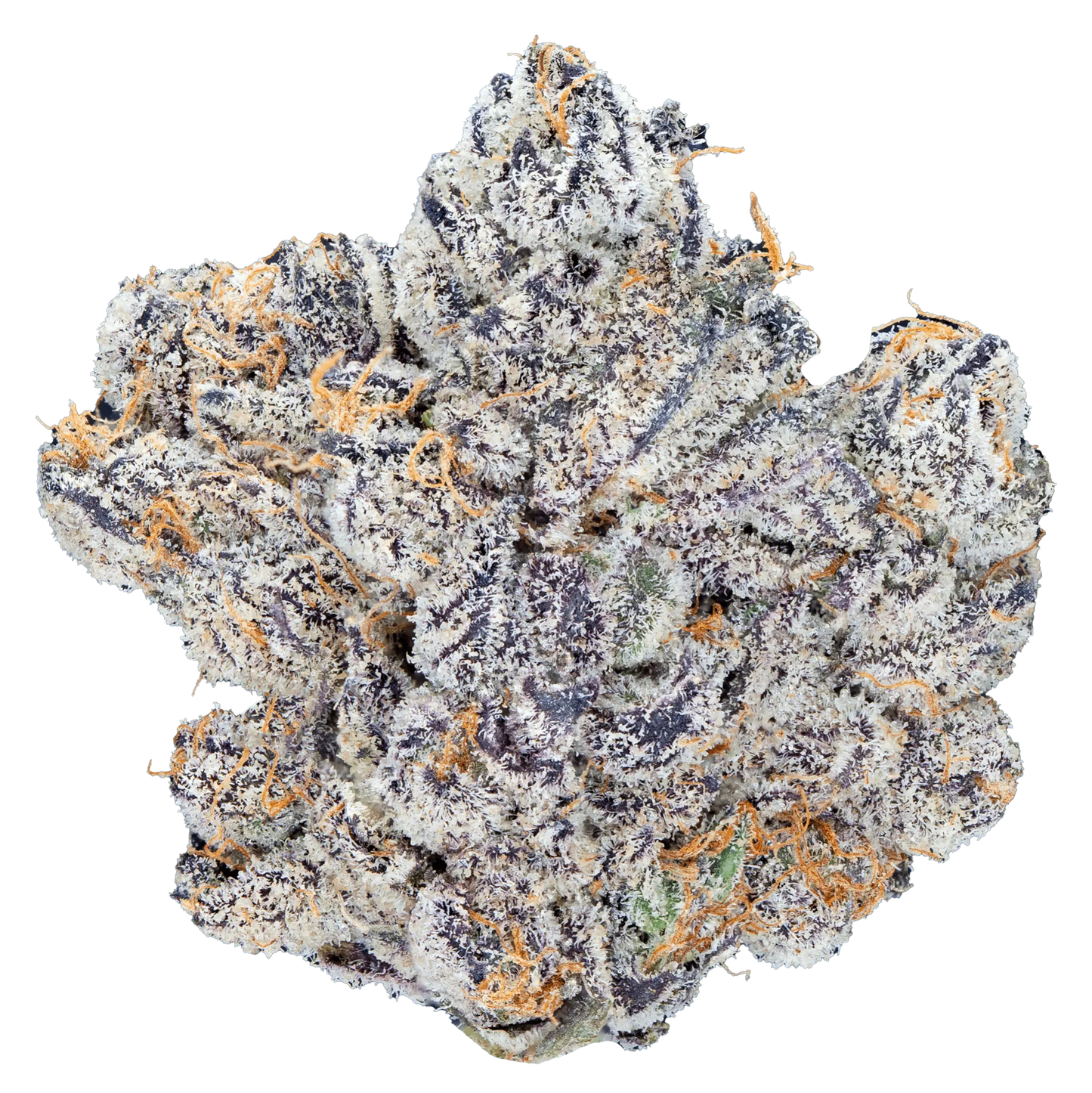 Playboi Carti Trimmest - Biscotti